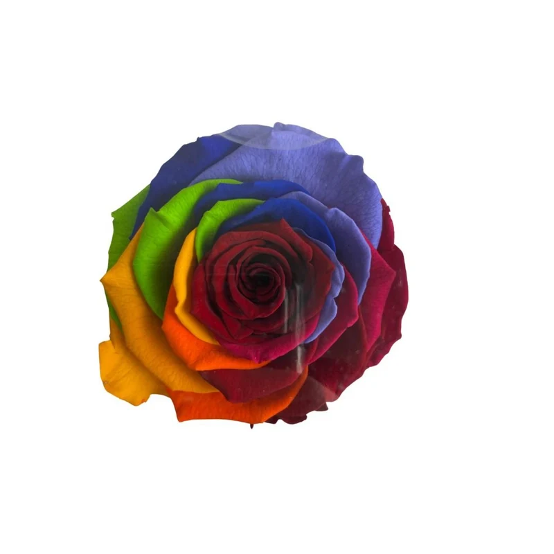 Rosa Stabilizzata Multicolor - 30 Cm