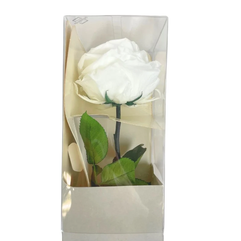 Rosa Stabilizzata Grande
