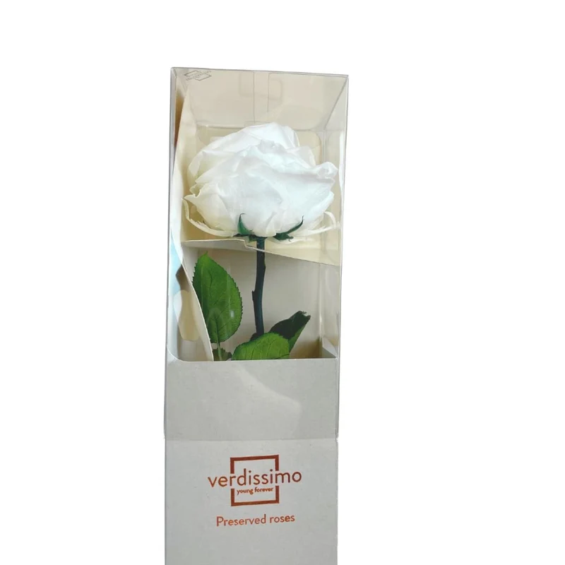 Rosa Stabilizzata Grande