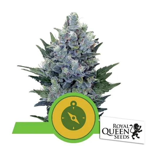 ROYAL QUEEN SEEDS - NORTHERN LIGHT AUTO - 3 SEMI