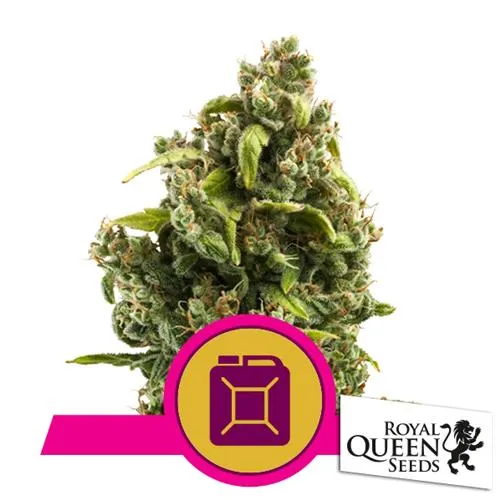 ROYAL QUEEN SEEDS - SOUR DIESEL FEM - 3 SEMI