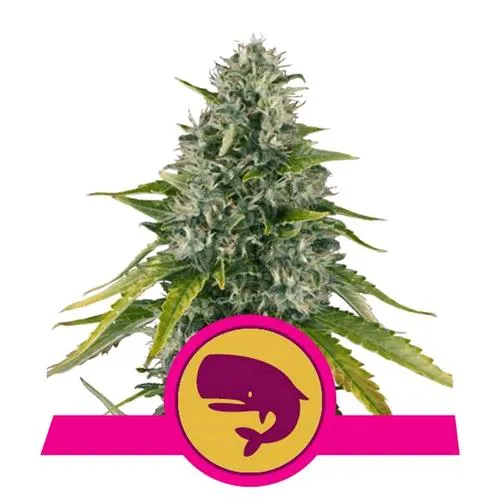 ROYAL QUEEN SEEDS - ROYAL MOBY FEM - 3 SEMI