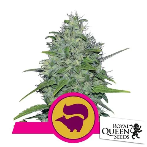 ROYAL QUEEN SEEDS - SKUNK XL FEM - 3 SEMI