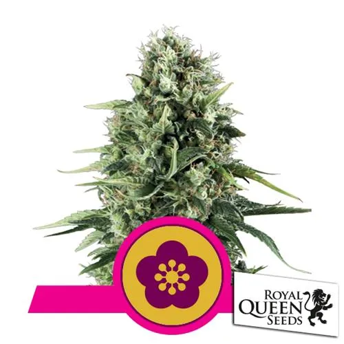 ROYAL QUEEN SEEDS - POWER FLOWER FEM - 3 SEMI