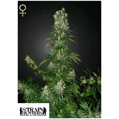 GREEN HOUSE - WHITE STRAWBERRY SKUNK - 5 SEMI (CACCIATORI DI STRATI)