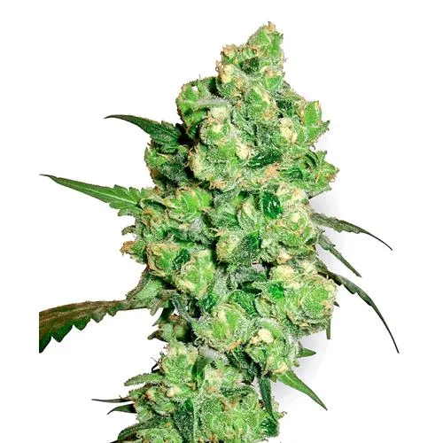 SENSI SEEDS - SUPER SKUNK FEMMINIZZATA - 3 SEMI