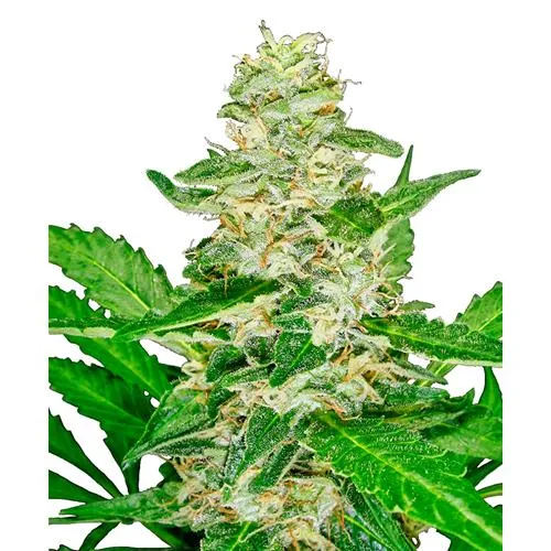 - NUOVO - SENSI SEEDS SUPER SKUNK AUTOMATIC - 3 SEMI