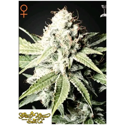 GREEN HOUSE - GREAT WHITE SHARK FEM - 3 SEMI
