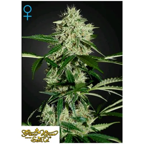 GREEN HOUSE NORTHERNS LIGHTS AUTO 3 SEMI