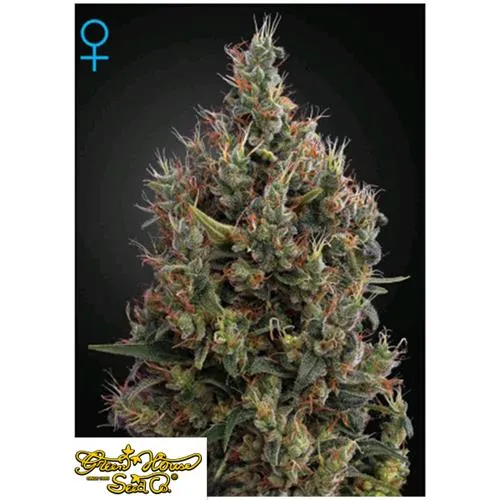GREEN HOUSE - BIG BANG AUTO 3 SEMI