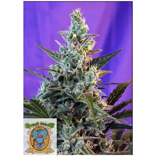 SWEET SEEDS - SWEET SKUNK FEM - F1 FAST VERSION - 3+1 SEMI