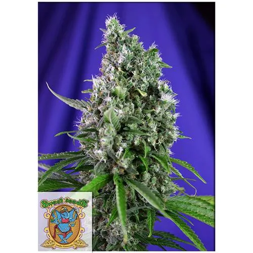 SWEET SEEDS - SWEET TRAINWRECK AUTO - 5+2 SEMI
