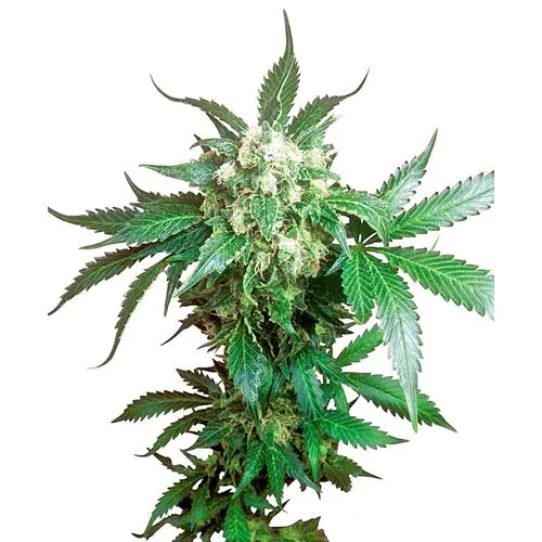 SENSI SEEDS - BLACK DOMINA REGULAR - 10 SEMI