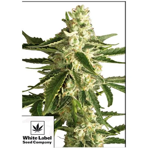 WHITE LABEL - WHITE HAZE AUTOMATIC - 3 SEMI