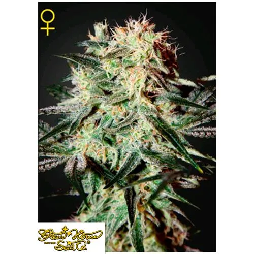 GREEN HOUSE - ARJAN'S STRAWBERRY HAZE FEM - 3 SEMI