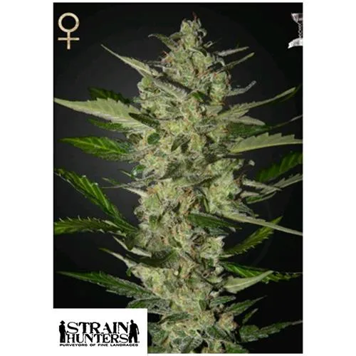 GREEN HOUSE - SRAIN HUNTERS - FLOWERBOMB KUSH FEM - 5 SEMI