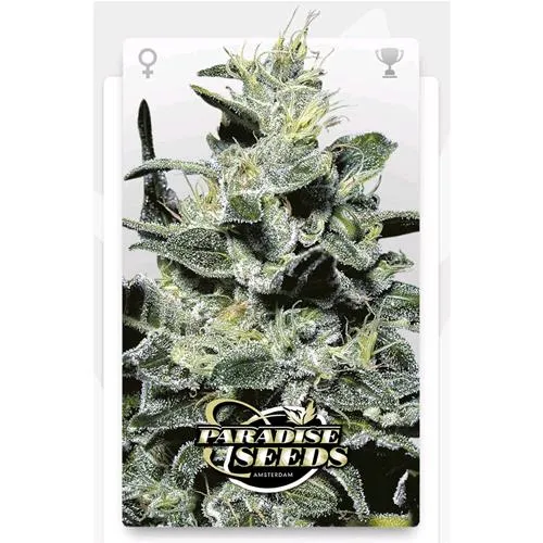PARADISE SEEDS - NEBULA II CBD FEM - 3 SEMI