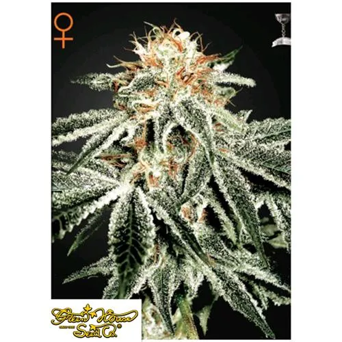 GREEN HOUSE WHITE WIDOW 3 SEMI
