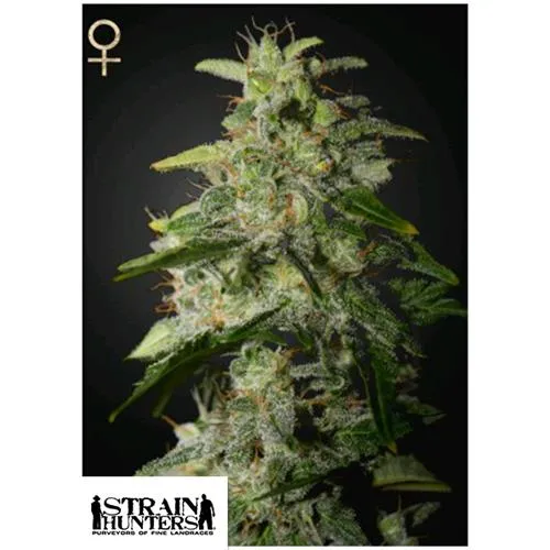 GREEN HOUSE - MONEY MAKER - 5 SEMI (CACCIATORI DI CEREALI)
