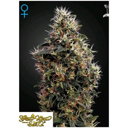 GREEN HOUSE SWEET MANGO AUTO 3 SEMI