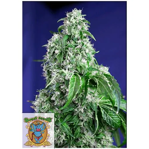 SWEET SEEDS - BIG DEVIL FEM - VERSIONE F1 FAST - 5+2 SEMI