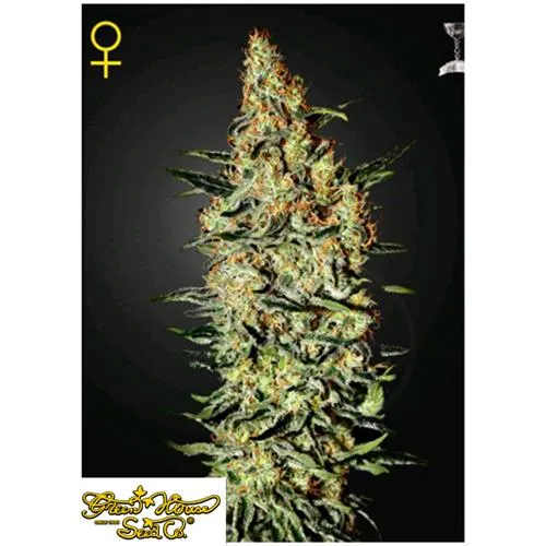 GREEN HOUSE NEVILLE'S HAZE 5 SEMI