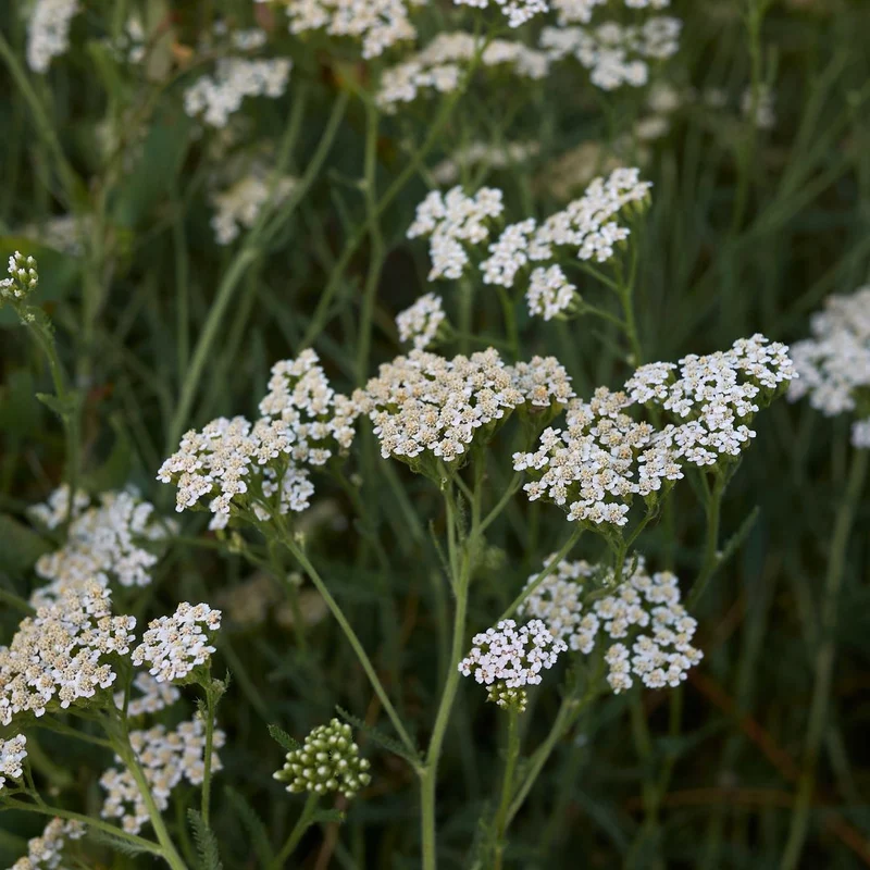 Achillea Millefolium