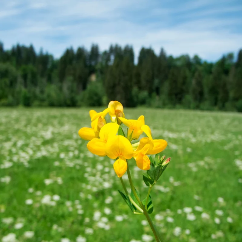 Ginestrino (Lotus Corniculatus)