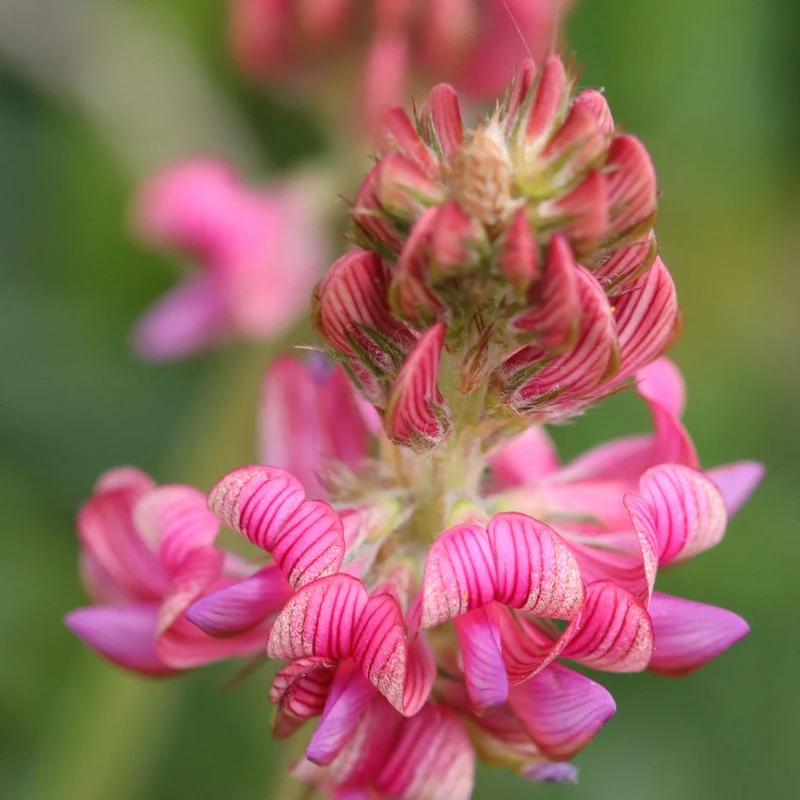 Lupinella Sgusciata (Onobrychis Viciifolia)