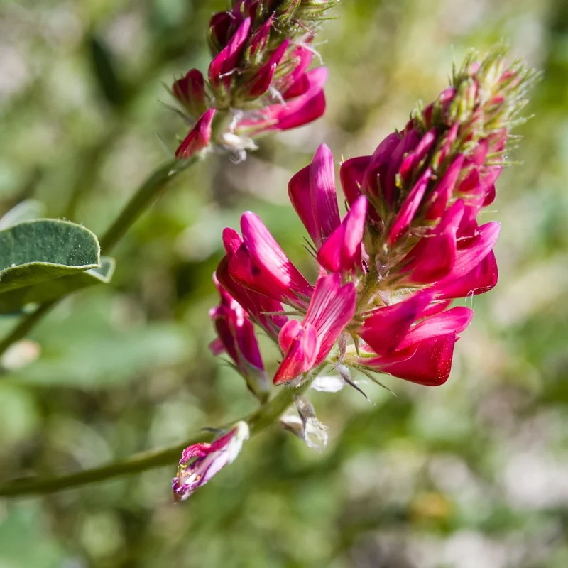 Sulla (Hedysarum Coronarium L.)