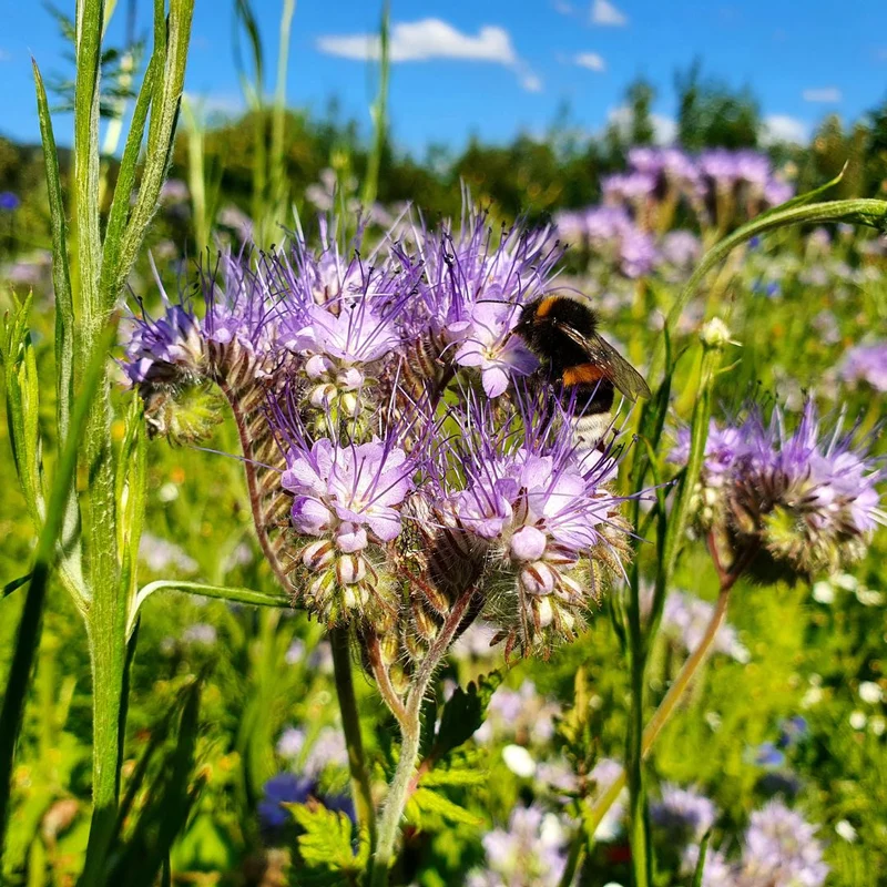 Facelia - Phacelia tanacetifolia