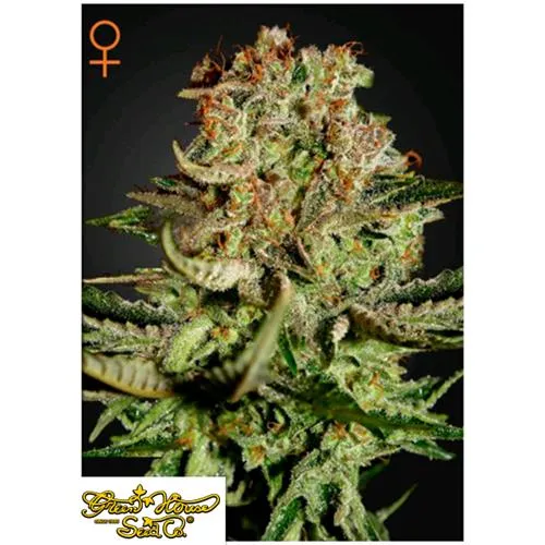 GREEN HOUSE SUPER BUD 3 SEMI