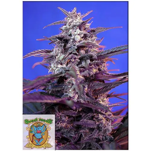 SWEET SEEDS - BLOODY SKUNK AUTO - 3+1 SEMI