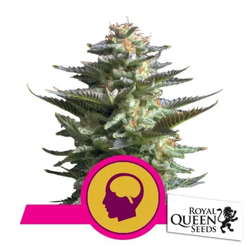 ROYAL QUEEN SEEDS - AMNESIA HAZE FEM - 3 SEMI