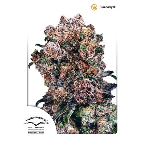 DUTCH PASSION - BLUEBERRY FEMMINIZZATA - 3 SEMI