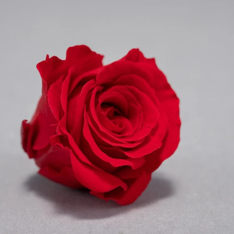 Rose Stabilizzate 16 Pezzi - 2 Colori
