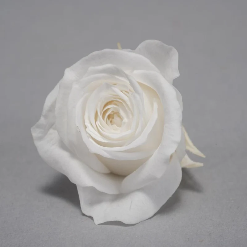 Rose Stabilizzate 16 Pezzi - 2 Colori