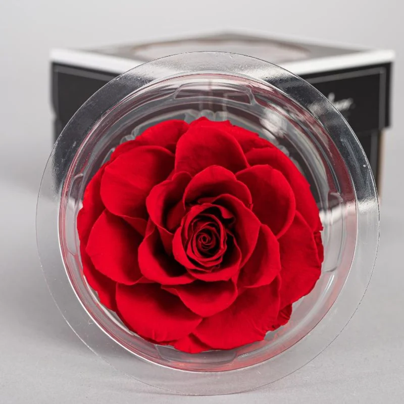 Rosa Stabilizzata "Bonita"