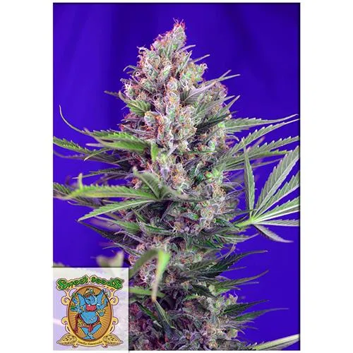 SWEET SEEDS - CREMA MANDARINE FEM - VERSIONE F1 FAST - 5+2 SEMI