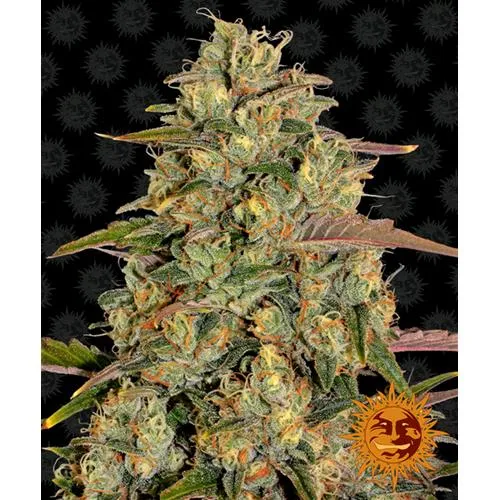 BARNEY'S FARM - AMNESIA LEMON FEM - 5 SEMI