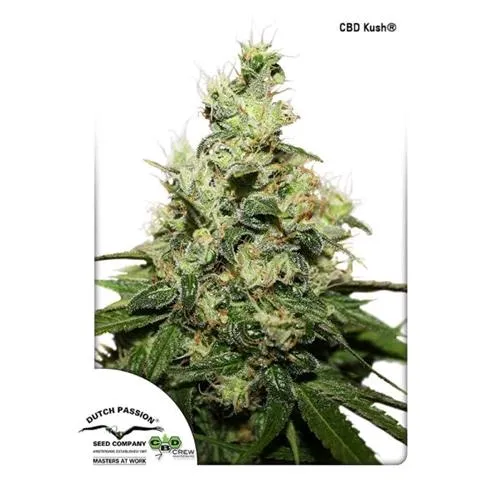 - NUOVO - DUTCH PASSION - CBD KUSH FEM - 3 SEMI