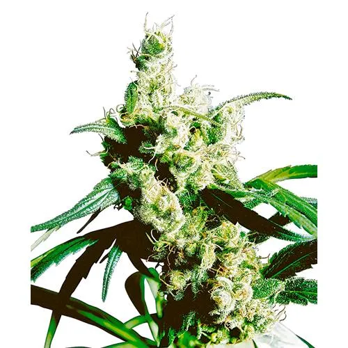 SENSI SEEDS - SILVER HAZE REGULAR - 10 SEMI