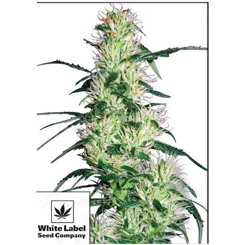 WHITE LABEL - PURPLE HAZE FEM - 3 SEMI