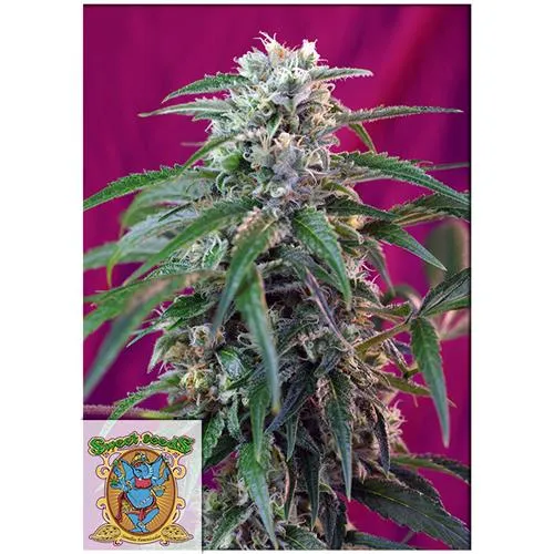 SEMI DOLCI - GREEN POISON AUTO - 3+1 SEMI