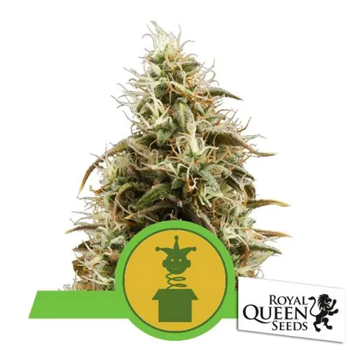ROYAL QUEEN SEEDS - ROYAL JACK AUTO - 3 SEMI