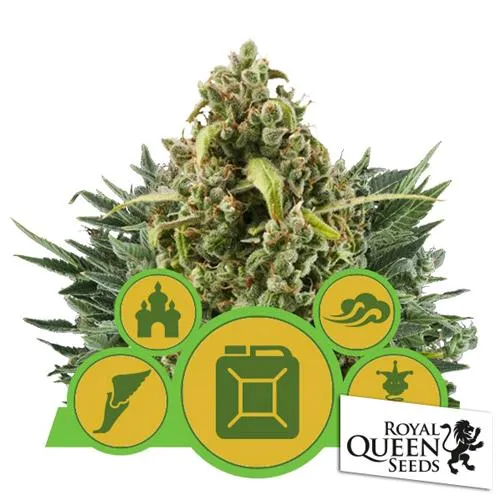 ROYAL QUEEN SEEDS - MIX AUTOFIORENTE - 3 SEMI