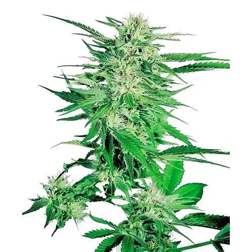 SENSI SEEDS - BIG BUD FEMMINIZZATA - 10 SEMI