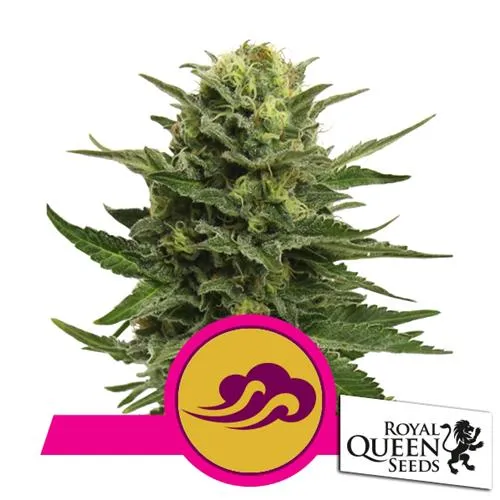 ROYAL QUEEN SEEDS - BLUE MYSTIC FEM - 3 SEMI