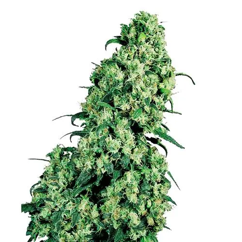 SENSI SEEDS - SKUNK#1 FEMMINIZZATA - 25 SEMI