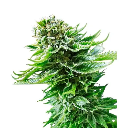SENSI SEEDS NORTHERN LIGHT AUTOMATIC - 5 SEMI